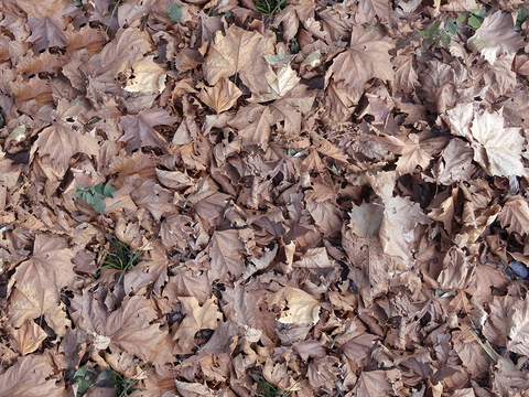 Seamless yellow dead branches and deciduous leaves turf grass lawn road ground