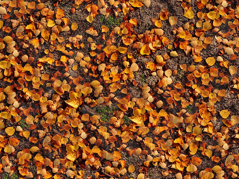 Seamless yellow dead branches and deciduous leaves turf grass lawn road ground