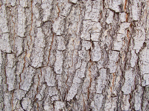 Seamless cracked dry bark trunk texture