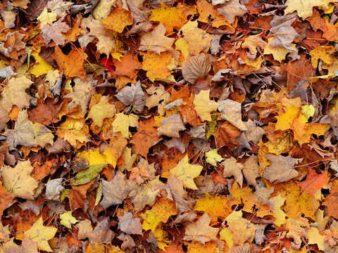 Seamless yellow dead branches and deciduous leaves turf grass lawn road ground