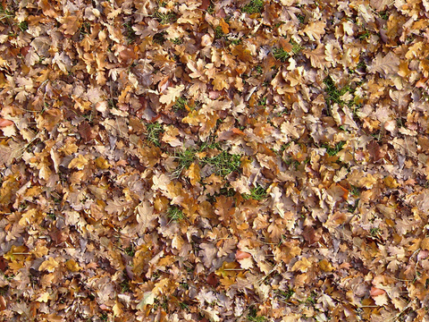 Seamless yellow dead branches and deciduous leaves turf grass lawn road ground