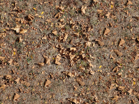 Seamless yellow dead branches and deciduous leaves turf grass lawn road ground