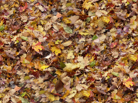 Seamless yellow dead branches and deciduous leaves turf grass lawn road ground