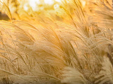 Reed marshes