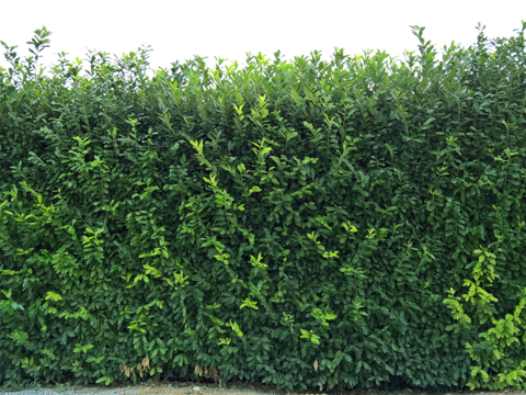 Seamless Buckle-Free Landscape Shrub Plant Tree Fence Wall