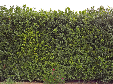 Seamless Buckle-Free Landscape Shrub Plant Tree Fence Wall