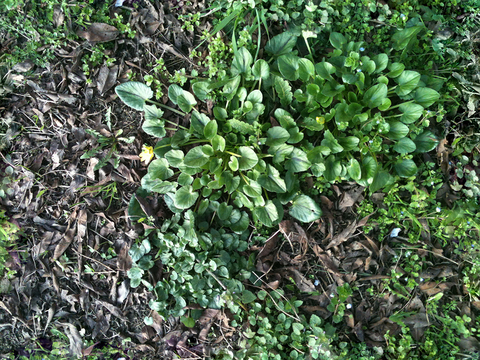 Seamless litter turf lawn ground