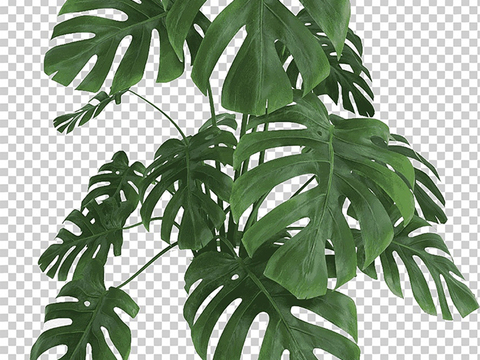 Tropical Rainforest Free Picking Plants