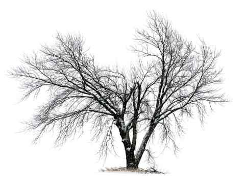 Free from picking dry landscape trees in winter, street trees, arbor plants