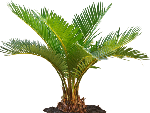 palm tree banana tree coconut tree tropical plant