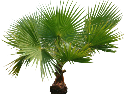 palm tree banana tree coconut tree tropical plant