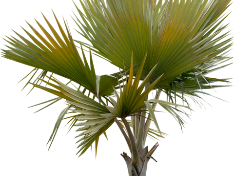 palm tree banana tree coconut tree tropical plant