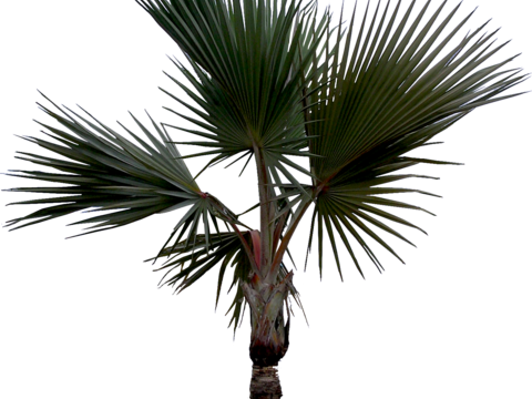 palm tree banana tree coconut tree tropical plant