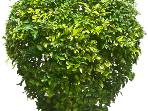 Pit-free landscape plant shrub ball