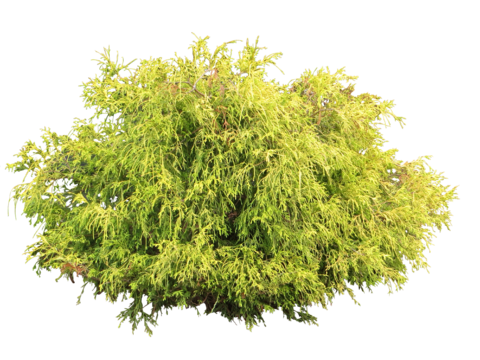 Pit-free landscape plant shrub ball