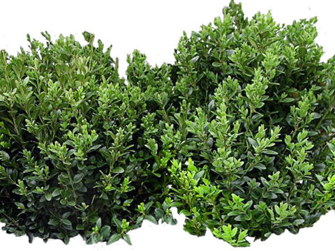 Pit-free landscape plant shrub ball