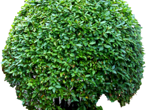 Pit-free landscape plant shrub ball