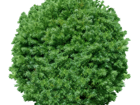 Pit-free landscape plant shrub ball