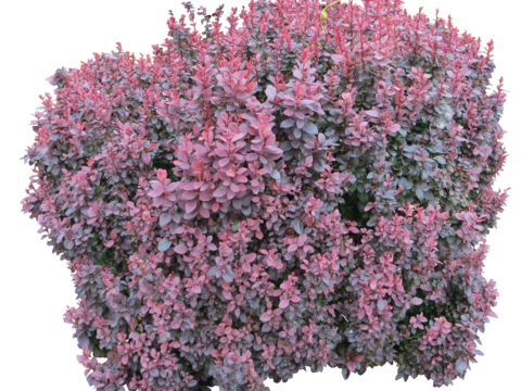 Pit-free landscape plant shrub ball