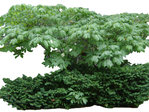 Pit-free landscape plant shrub ball