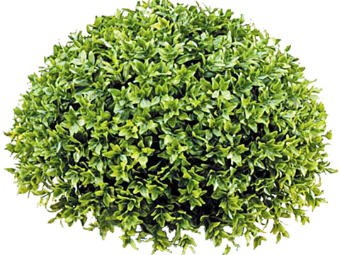 Pit-free landscape plant shrub ball