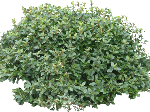 Pit-free landscape plant shrub ball