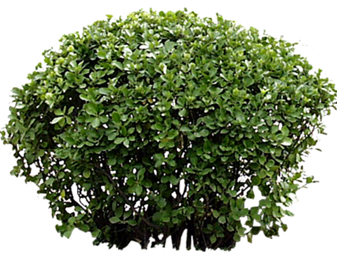 Pit-free landscape plant shrub ball