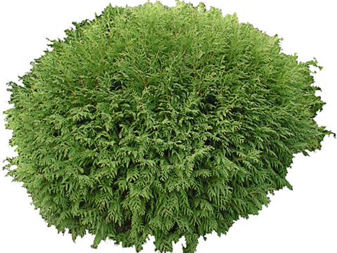 Pit-free landscape plant shrub ball