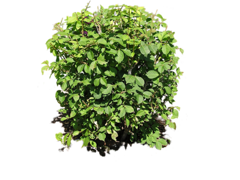 Pit-free landscape plant shrub ball