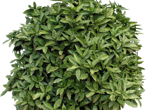 Pit-free landscape plant shrub ball