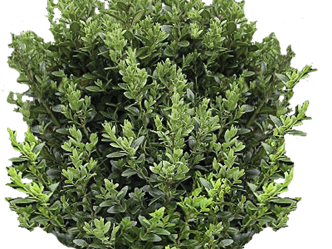 Pit-free landscape plant shrub ball