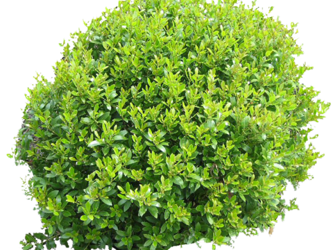 Pit-free landscape plant shrub ball