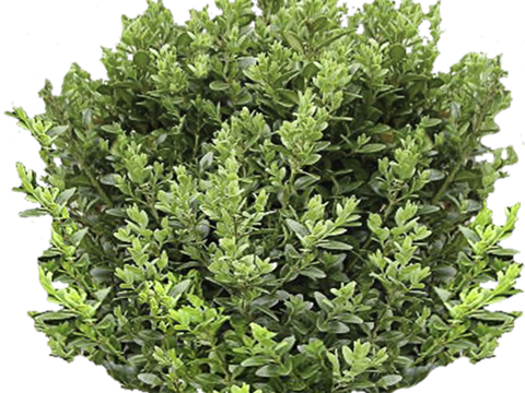 Pit-free landscape plant shrub ball