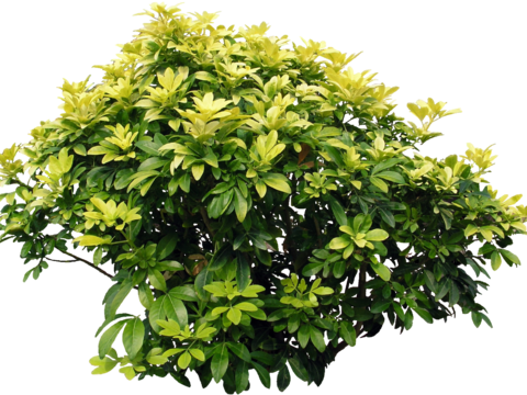 Pit-free landscape plant shrub ball