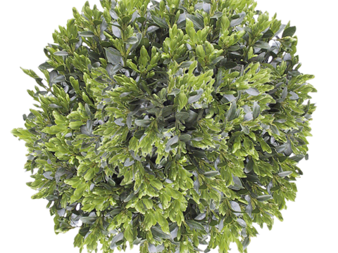 Pit-free landscape plant shrub ball