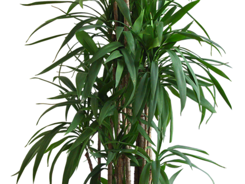 Free-cut indoor potted plant material