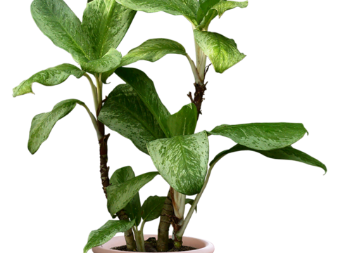 Free-cut indoor potted plant material