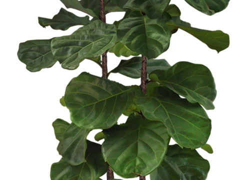 Free-cut indoor potted plant material