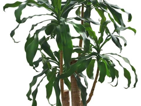 Free-cut indoor potted plant material