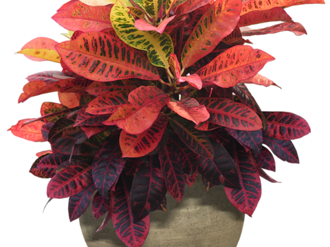 Free-cut indoor potted plant material