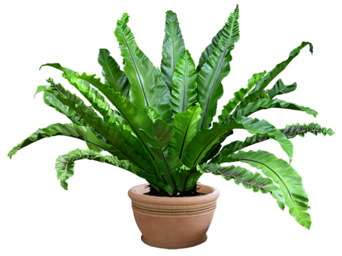 Free-cut indoor potted plant material