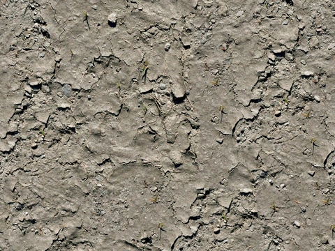 Seamless Grey Dry Cracked Soil Road Ground