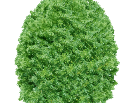 Pit-free landscape plant shrub ball