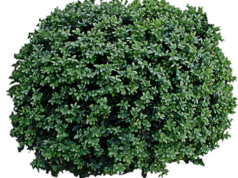 Pit-free landscape plant shrub ball