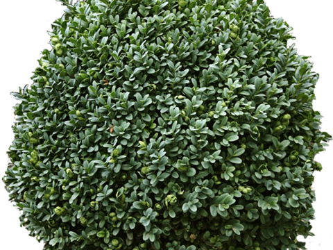 Pit-free landscape plant shrub ball