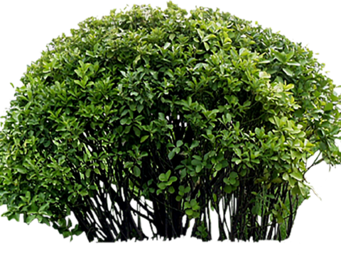 Pit-free landscape plant shrub ball