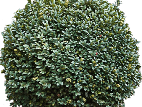 Pit-free landscape plant shrub ball