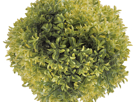 Pit-free landscape plant shrub ball