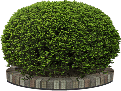 Pit-free landscape plant shrub ball