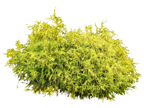 Pit-free landscape plant shrub ball